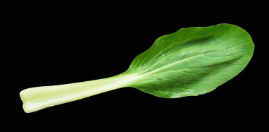 Çin lahanası ya da bok choy (Çin lahanası) kırpma yolu ile izole edilmiş siyah arka planda gölge yok, taze sebzeler