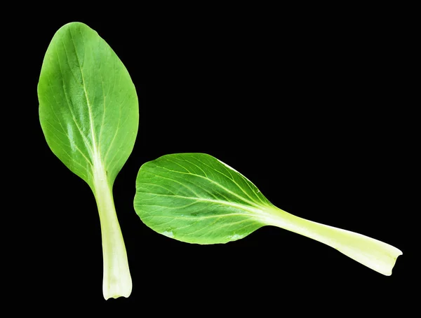 Bok Choy Pak Choy Chinese Cabbage Isolated Clipping Path Shadow — Stock Photo, Image