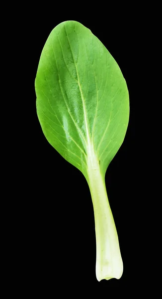 Bok Choy Pak Choy Chinese Cabbage Isolated Clipping Path Shadow — Stock Photo, Image