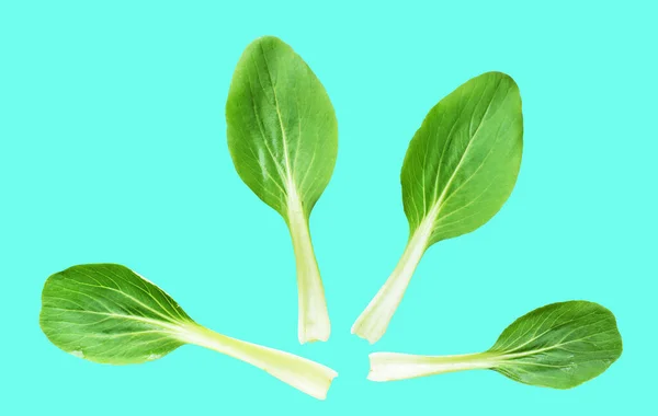 独木舟或白菜 大白菜 无剪枝路径 绿色背景阴影 新鲜蔬菜 — 图库照片