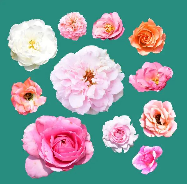 Rose isolated in mint background, no shadow with clipping path, pastel rose flower