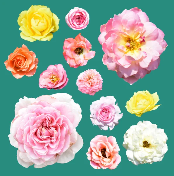Rose isolated in mint background, no shadow with clipping path, pastel rose flower