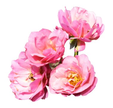 Gül beyaz arka planda izole edilmiş, kırpma yolu olan bir gölge yok, pastel pembe gül çiçeği