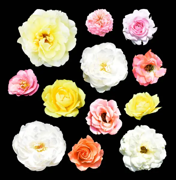 Rose isolated in black background, no shadow with clipping path, pastel pink rose flower