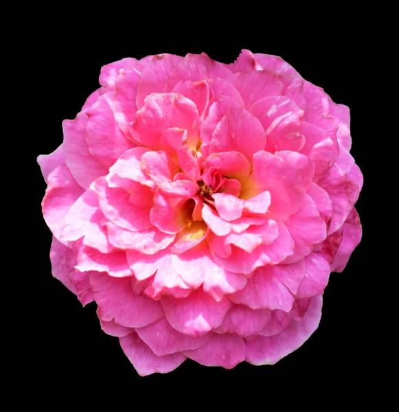 Rose isolated in black background, no shadow with clipping path, pastel pink rose flower