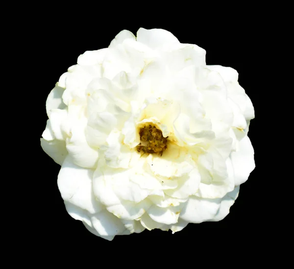 Rose isolated in black background, no shadow with clipping path, white rose flower