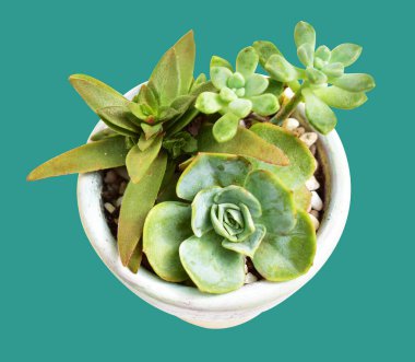 Nane arkaplanda yalıtılmış yeşil sulu, gölge yok, kırpma yolu ile sulu