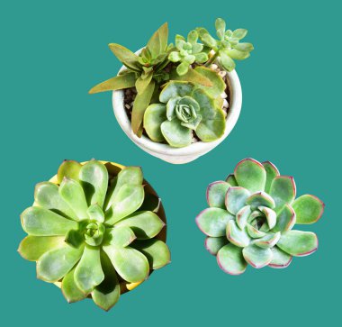 Nane arkaplanda yalıtılmış yeşil sulu, gölge yok, kırpma yolu ile sulu