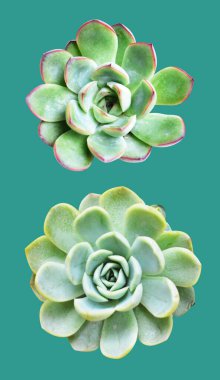 Nane arkaplanda yalıtılmış yeşil sulu, gölge yok, kırpma yolu ile sulu