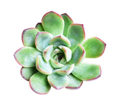 Beyaz arkaplanda yalıtılmış yeşil sulu, gölge yok, kırpma yolu ile sulu