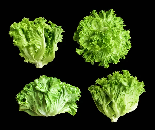 Green lettuce salad isolated with clipping path no shadow in black background, fresh vegetables