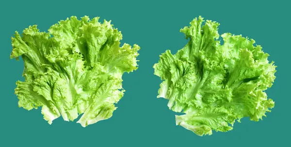 Green lettuce salad isolated with clipping path no shadow in green background, fresh vegetables