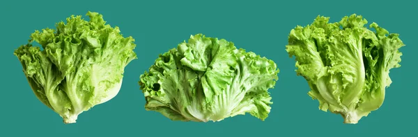 Green lettuce salad isolated with clipping path no shadow in green background, fresh vegetables