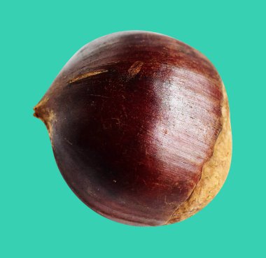 Kestane, kırpma yolu ile izole edilmiş, yeşil arka planda gölge yok, taze ve sağlıklı yiyecek.