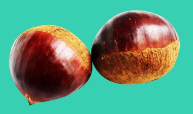 Kestane, kırpma yolu ile izole edilmiş, yeşil arka planda gölge yok, taze ve sağlıklı yiyecek.