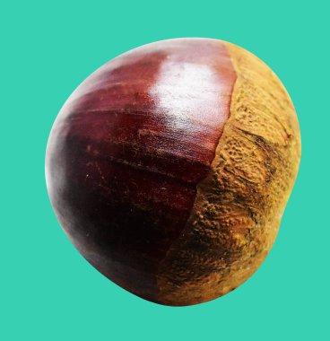 Kestane, kırpma yolu ile izole edilmiş, yeşil arka planda gölge yok, taze ve sağlıklı yiyecek.