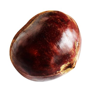 Kestane, kırpma yolu ile izole edilmiş, beyaz arka planda gölge yok, taze ve sağlıklı yiyecek.