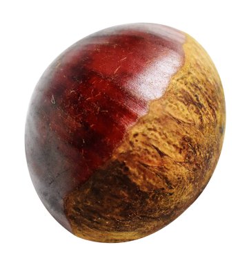 Kestane, kırpma yolu ile izole edilmiş, beyaz arka planda gölge yok, taze ve sağlıklı yiyecek.