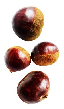 Kestane, kırpma yolu ile izole edilmiş, beyaz arka planda gölge yok, taze ve sağlıklı yiyecek.