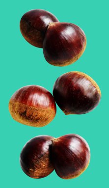 Kestane, kırpma yolu ile izole edilmiş, yeşil arka planda gölge yok, taze ve sağlıklı yiyecek.