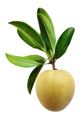 Sapodilla beyaz arka planda kesme yolu olan hiçbir gölgeyi izole etmedi, sağlıklı taze tropikal meyve