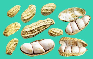 Kesme yolu ile izole edilmiş fıstıklar, yeşil arka planda gölge yok, yemek malzemeleri, sağlıklı yiyecekler.