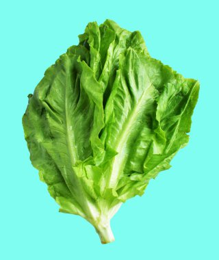 Yeşil marul salatası kırpma yolu ile izole edilmiş yeşil arka planda gölge yok, taze sebzeler