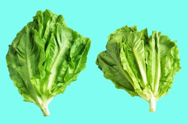 Yeşil marul salatası kırpma yolu ile izole edilmiş yeşil arka planda gölge yok, taze sebzeler