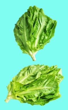 Yeşil marul salatası kırpma yolu ile izole edilmiş yeşil arka planda gölge yok, taze sebzeler