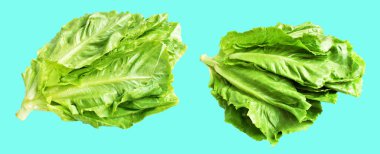 Yeşil marul salatası kırpma yolu ile izole edilmiş yeşil arka planda gölge yok, taze sebzeler