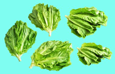 Yeşil marul salatası kırpma yolu ile izole edilmiş yeşil arka planda gölge yok, taze sebzeler