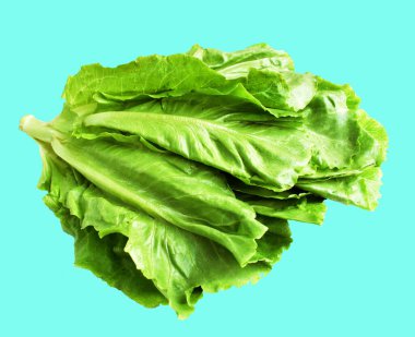 Yeşil marul salatası kırpma yolu ile izole edilmiş yeşil arka planda gölge yok, taze sebzeler