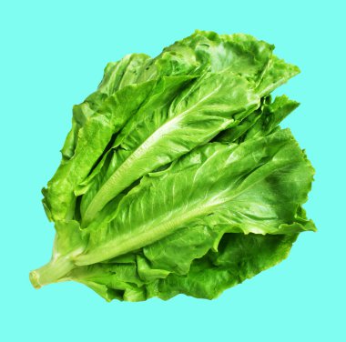 Yeşil marul salatası kırpma yolu ile izole edilmiş yeşil arka planda gölge yok, taze sebzeler