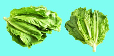 Yeşil marul salatası kırpma yolu ile izole edilmiş yeşil arka planda gölge yok, taze sebzeler