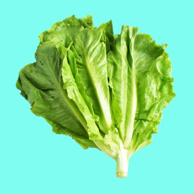 Yeşil marul salatası kırpma yolu ile izole edilmiş yeşil arka planda gölge yok, taze sebzeler