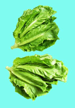 Yeşil marul salatası kırpma yolu ile izole edilmiş yeşil arka planda gölge yok, taze sebzeler