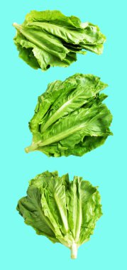Yeşil marul salatası kırpma yolu ile izole edilmiş yeşil arka planda gölge yok, taze sebzeler