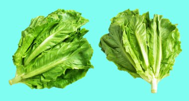 Yeşil marul salatası kırpma yolu ile izole edilmiş yeşil arka planda gölge yok, taze sebzeler