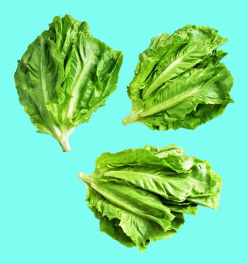 Yeşil marul salatası kırpma yolu ile izole edilmiş yeşil arka planda gölge yok, taze sebzeler