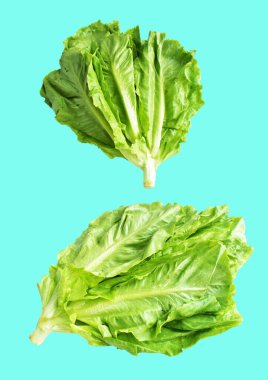 Yeşil marul salatası kırpma yolu ile izole edilmiş yeşil arka planda gölge yok, taze sebzeler