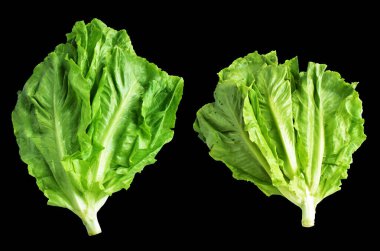 Yeşil marul salatası kırpma yolu ile izole edilmiş siyah arka planda gölge yok, taze sebzeler