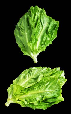 Yeşil marul salatası kırpma yolu ile izole edilmiş siyah arka planda gölge yok, taze sebzeler