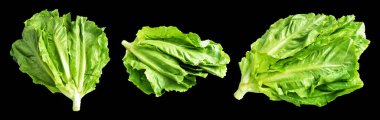 Yeşil marul salatası kırpma yolu ile izole edilmiş siyah arka planda gölge yok, taze sebzeler