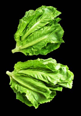 Yeşil marul salatası kırpma yolu ile izole edilmiş siyah arka planda gölge yok, taze sebzeler