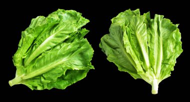 Yeşil marul salatası kırpma yolu ile izole edilmiş siyah arka planda gölge yok, taze sebzeler