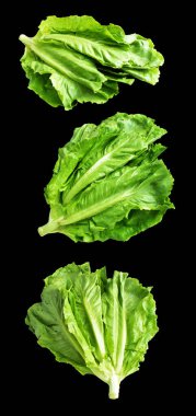 Yeşil marul salatası kırpma yolu ile izole edilmiş siyah arka planda gölge yok, taze sebzeler