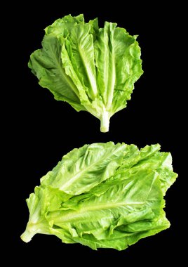 Yeşil marul salatası kırpma yolu ile izole edilmiş siyah arka planda gölge yok, taze sebzeler