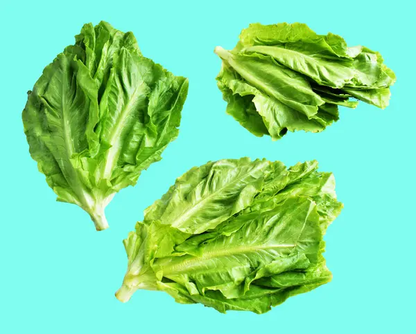 Yeşil marul salatası kırpma yolu ile izole edilmiş yeşil arka planda gölge yok, taze sebzeler