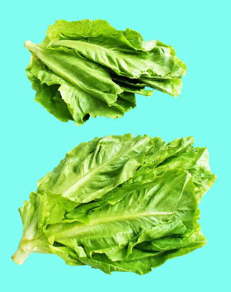 Yeşil marul salatası kırpma yolu ile izole edilmiş yeşil arka planda gölge yok, taze sebzeler