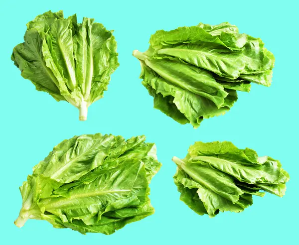 Yeşil marul salatası kırpma yolu ile izole edilmiş yeşil arka planda gölge yok, taze sebzeler